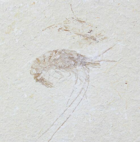 Cretaceous Fossil Shrimp Carpopenaeus - Lebanon #20892